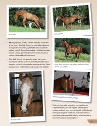 Koně - původ, plemena, vlastnosti, chov, jízda, výcvik, ustájení, zajímavosti